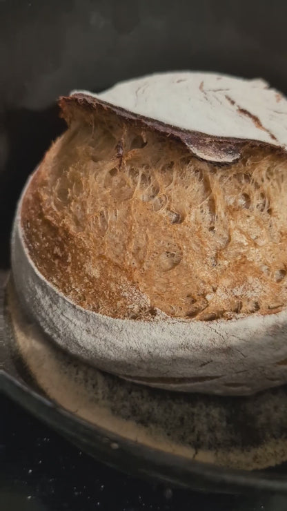 230+ year old tradition - French Sourdough Starter - SUPER ACTIVE - Dry Starter < 1oz